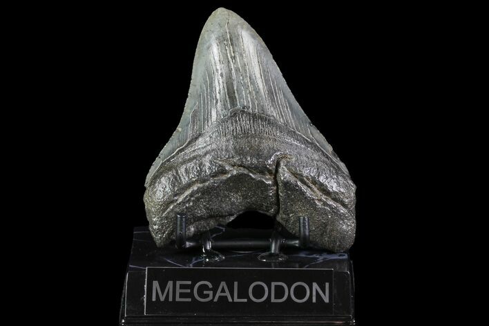 Fossil Megalodon Tooth - South Carolina #74077